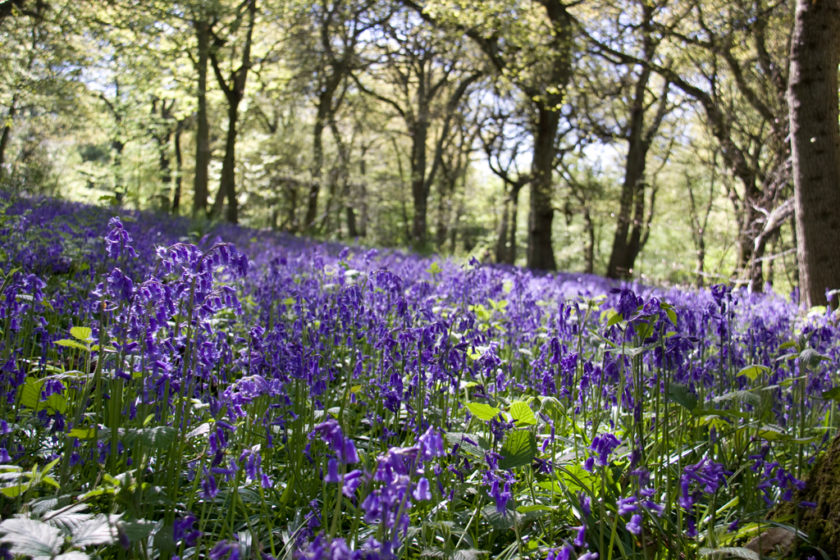 The Most Beautiful Nature Reserves In The Uk For Walks And Picnics