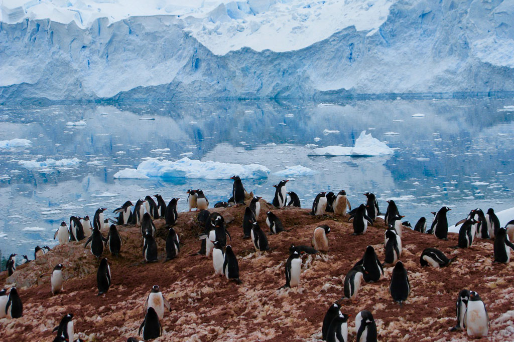 Antarctic Pelorus