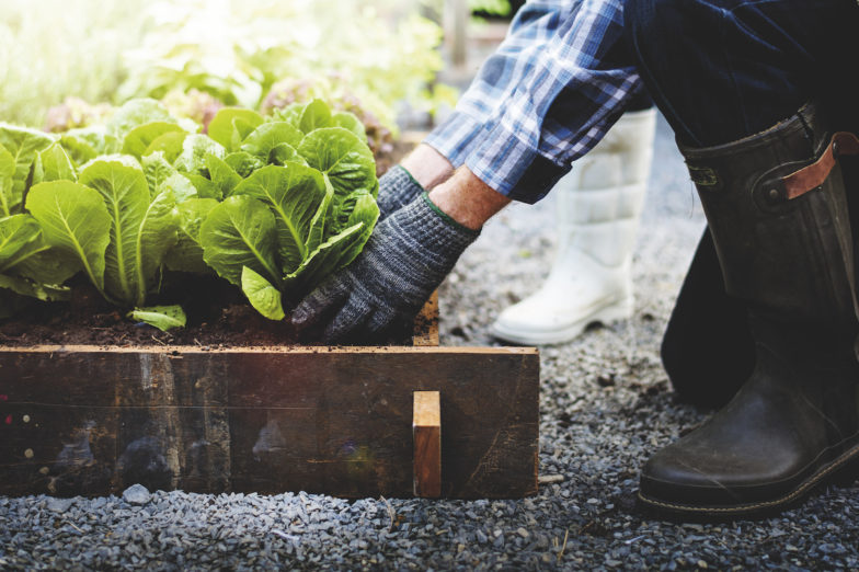 how-to-grow-organic-veg-at-home-gardens