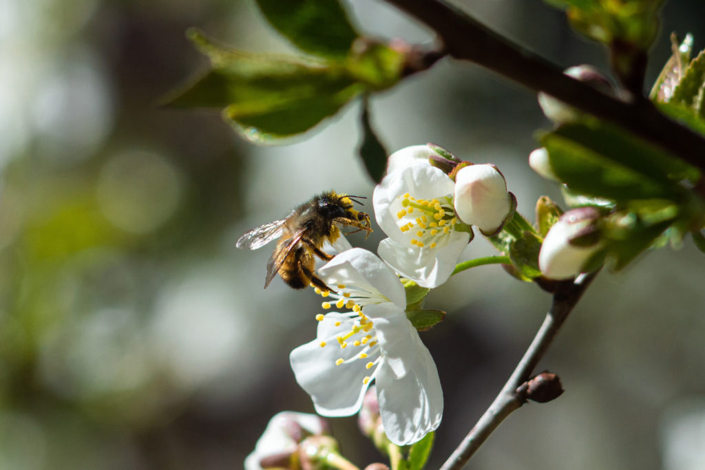 How To Attract Birds & Bees Into Your Garden - Gardens | Country And ...