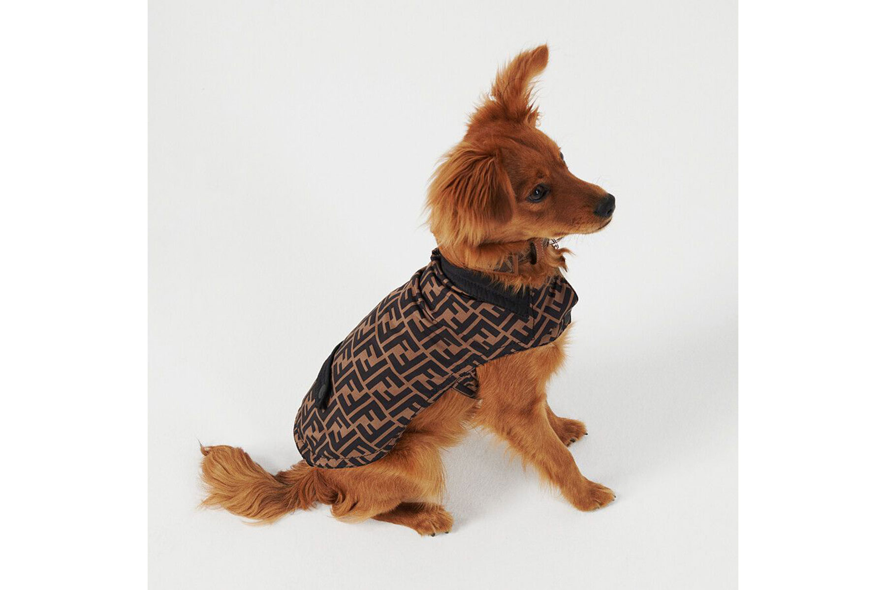 The Unstoppable Rise of Canine Couture - Style | Fashion