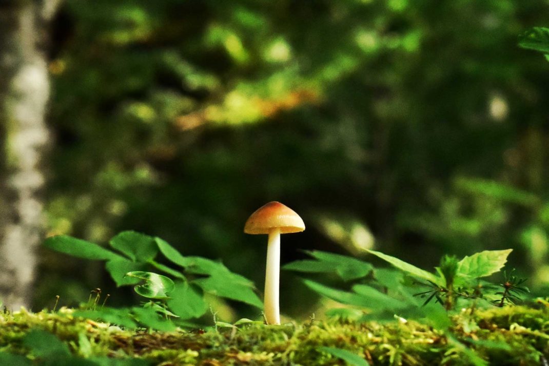 5 Reasons Why Mushrooms Are The Future of Sustainability - C&TH