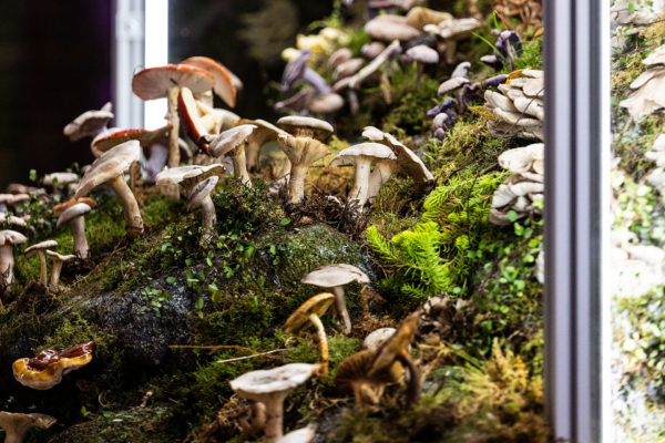 STELLA McCARTNEY Summer 2022 Campaign: Mushrooms Are The Future – Harbour  City