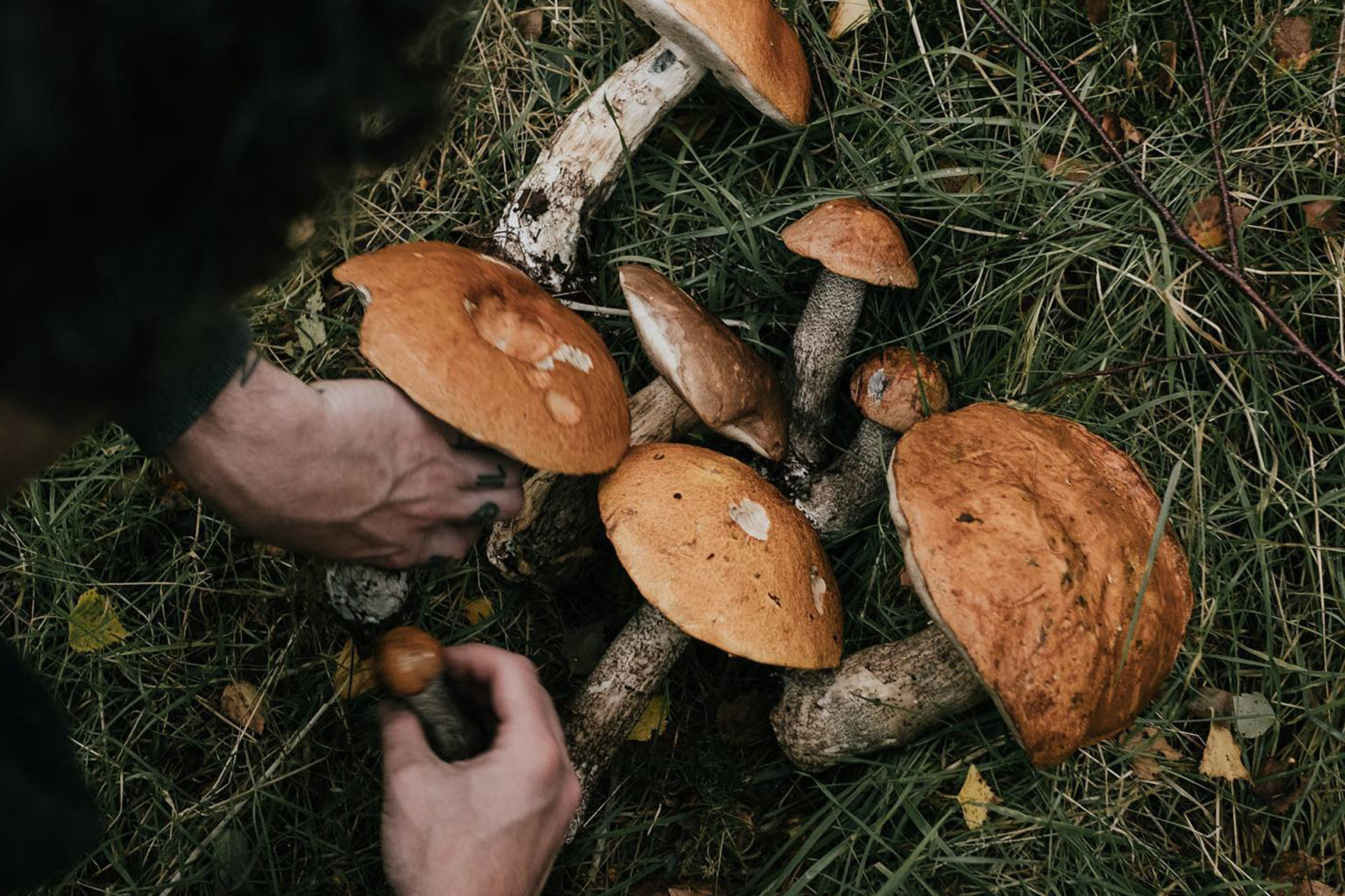 The Best Foraging Courses in the UK Food & Drink