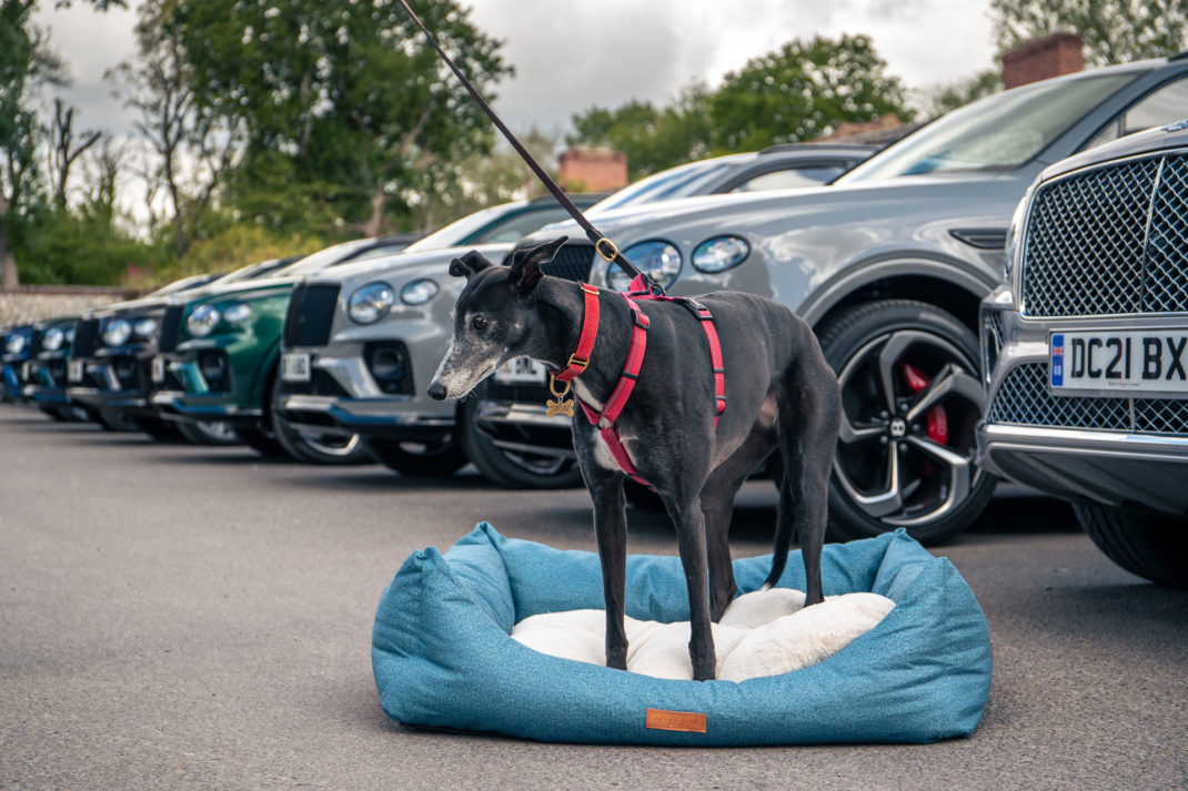 Bentley car dog bed sale