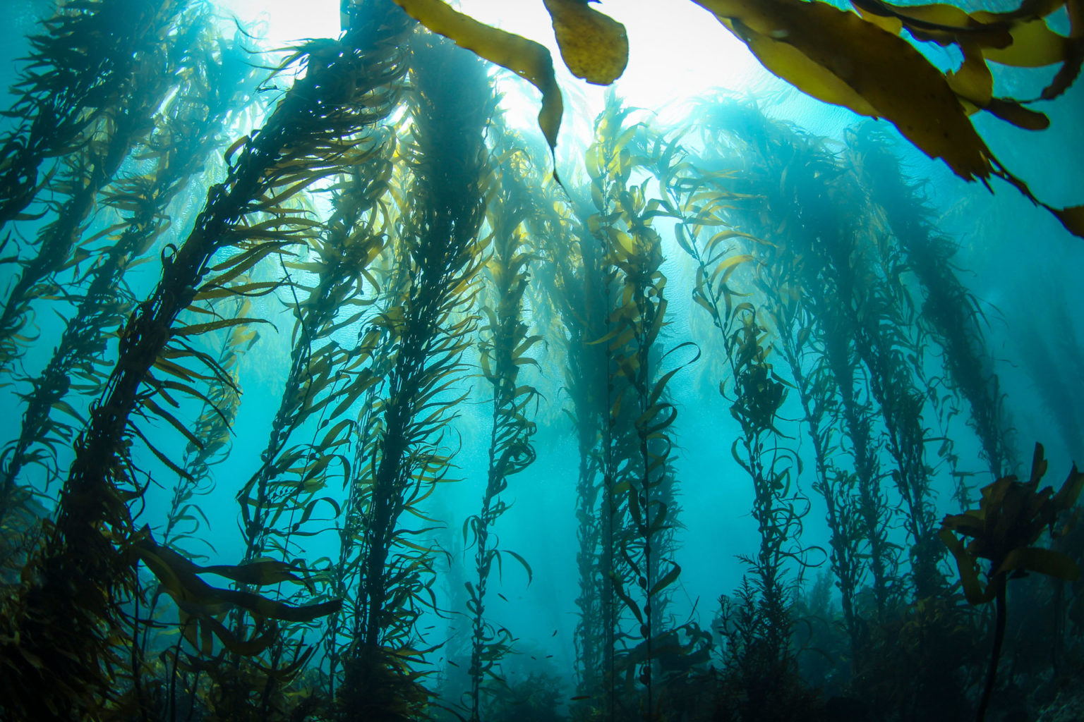 what-is-the-big-seaweed-search-week-how-to-get-involved