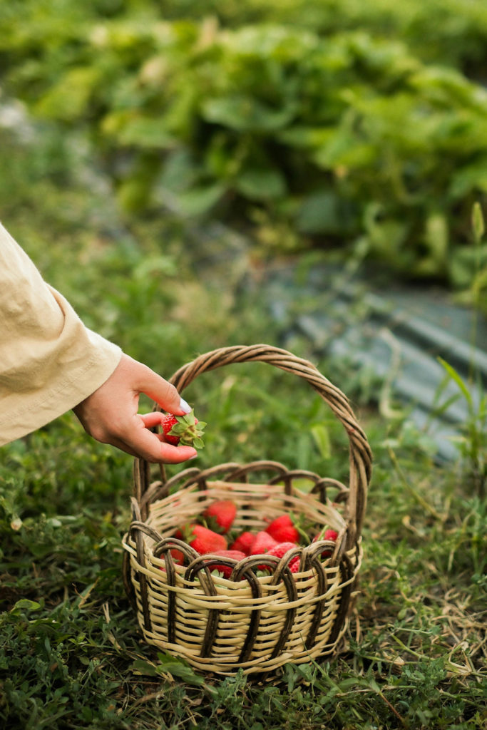 A hand putting strawberries into a picking basket