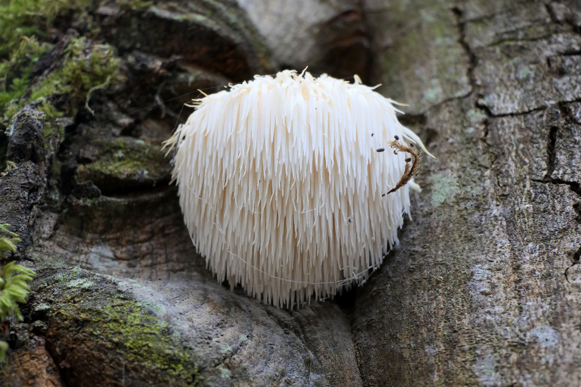 Lion’s Mane Mushrooms: What Are The Health Benefits?