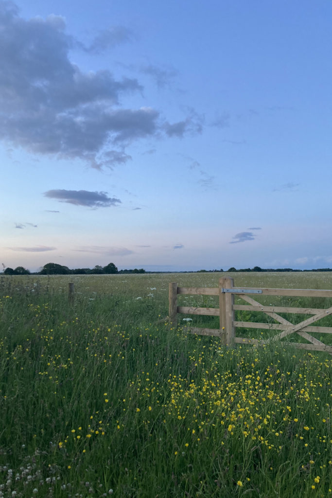Calcot's wildflower meadow at dusk