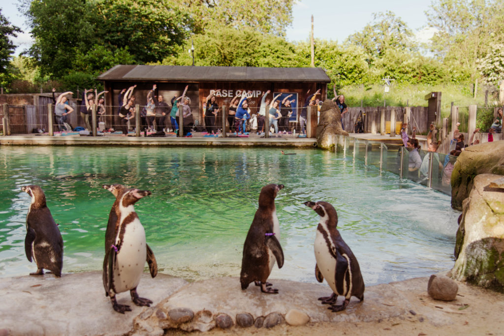 Penguins in foreground with people stretching in background