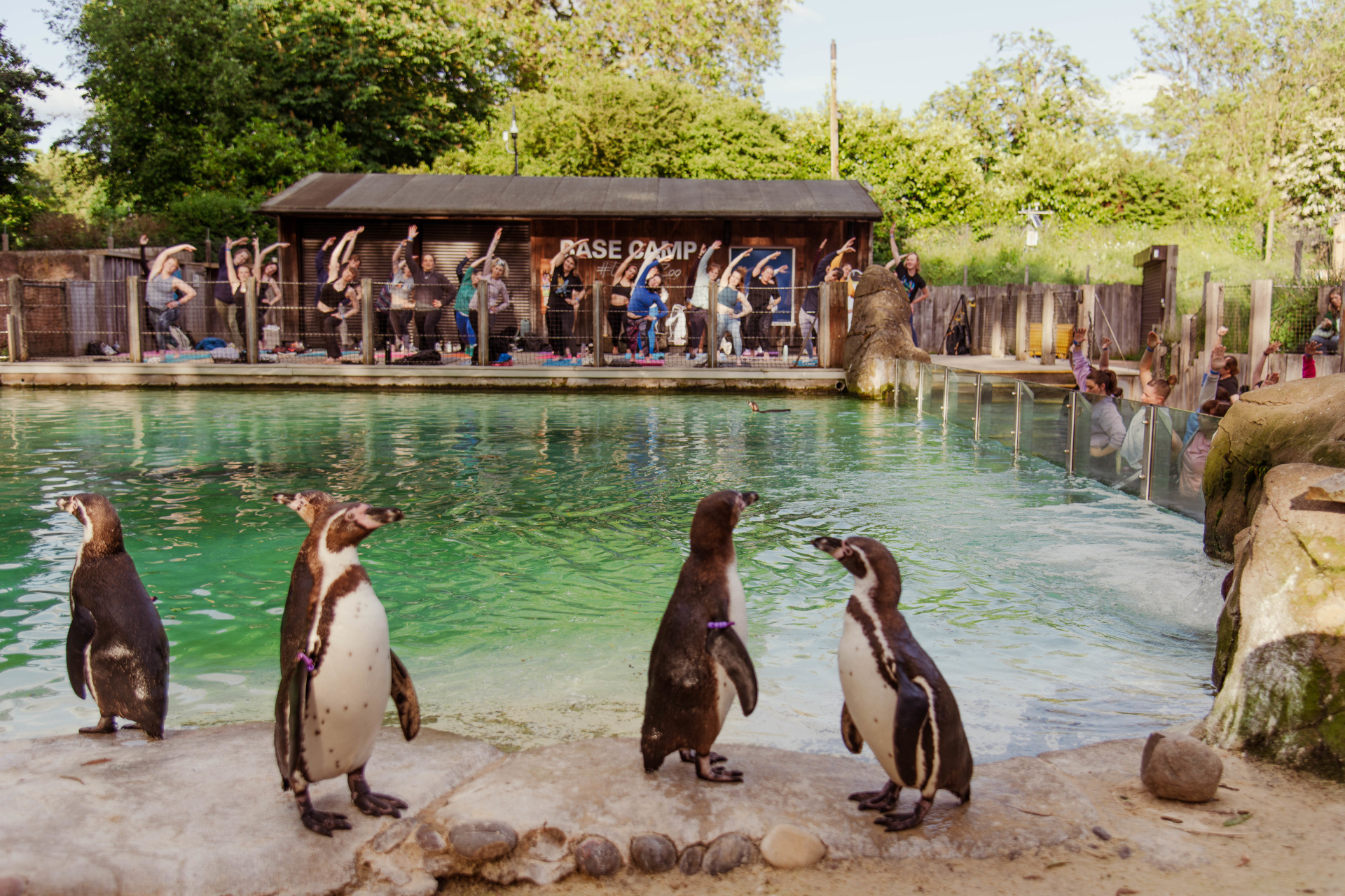 How To Book Yoga Classes With London Zoo's Penguins