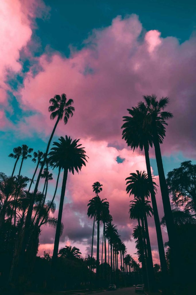 sunset image with palm trees