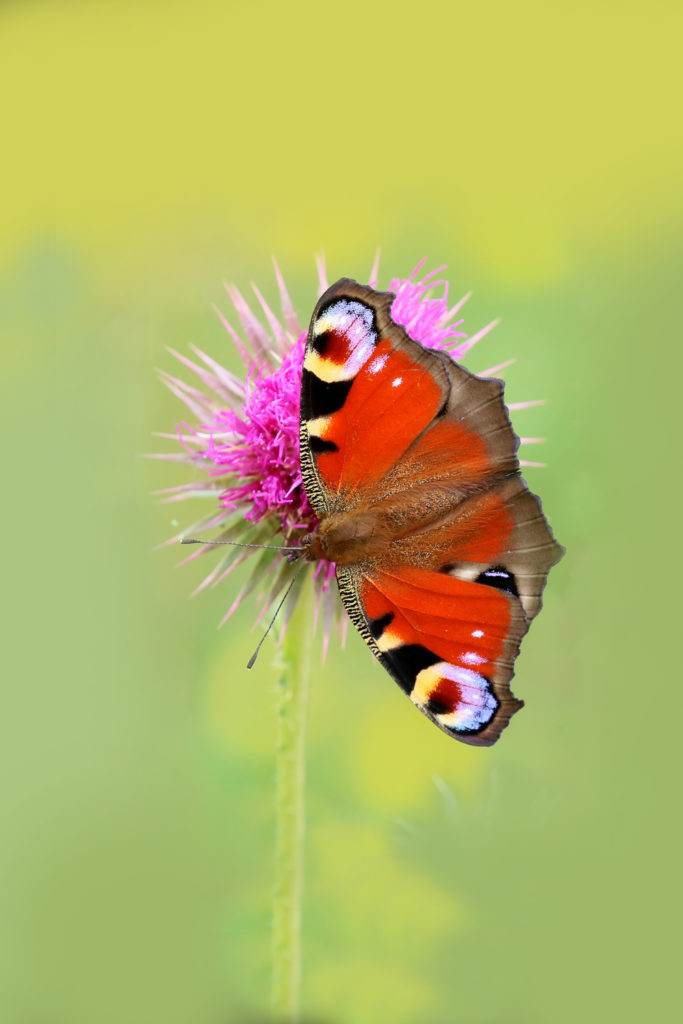 A peacock butterfly