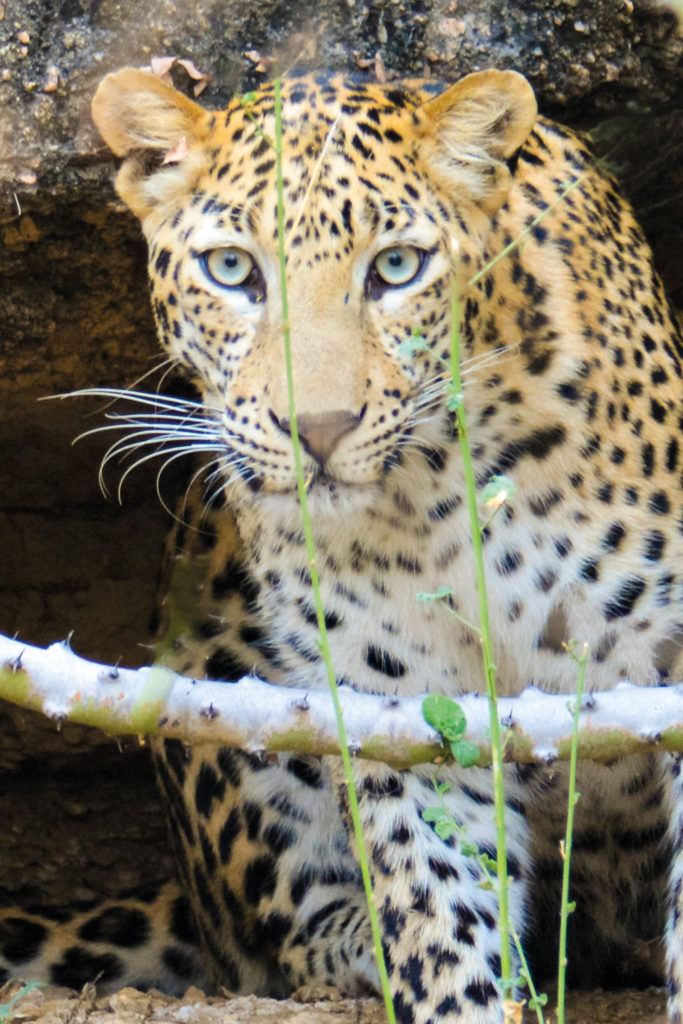 A leopard in Rajasthan