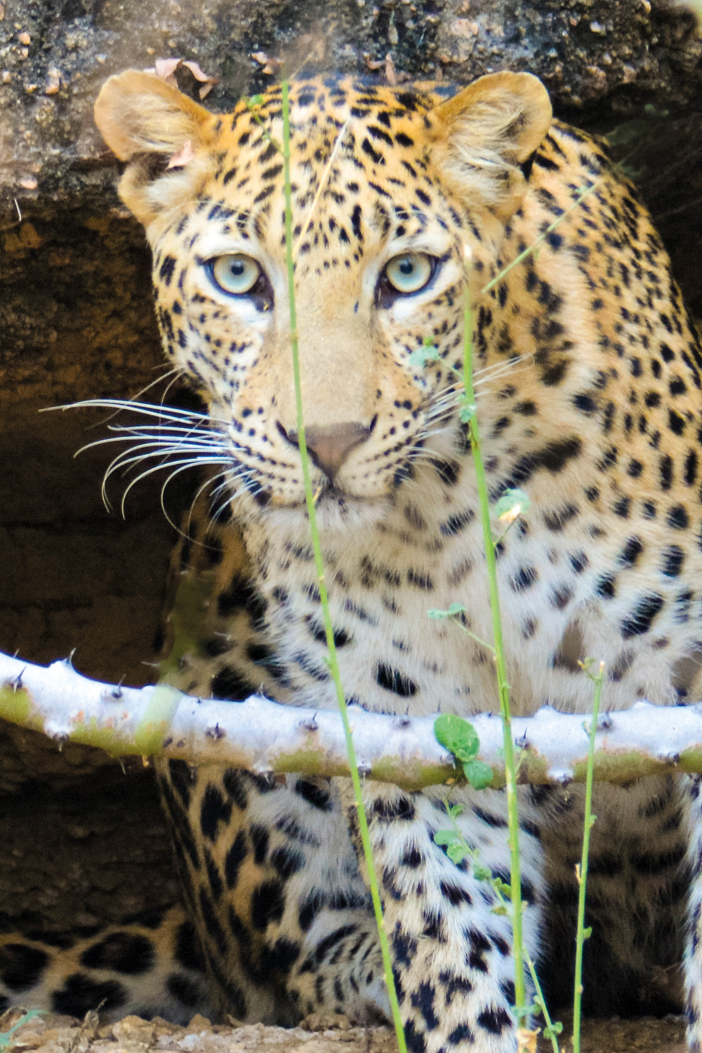 Spotting Leopards In The Rajasthan Wilderness