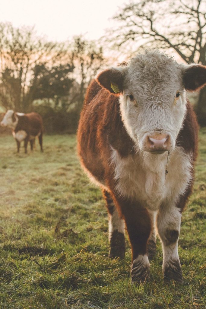 Cows at Heckfield Place