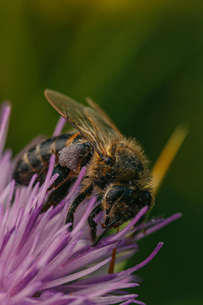 A wasp on a flower