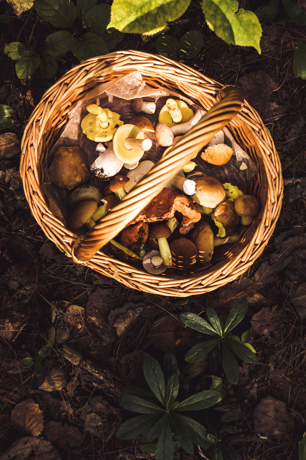 It’s Wild Mushroom Season – Here’s What To Do With Them