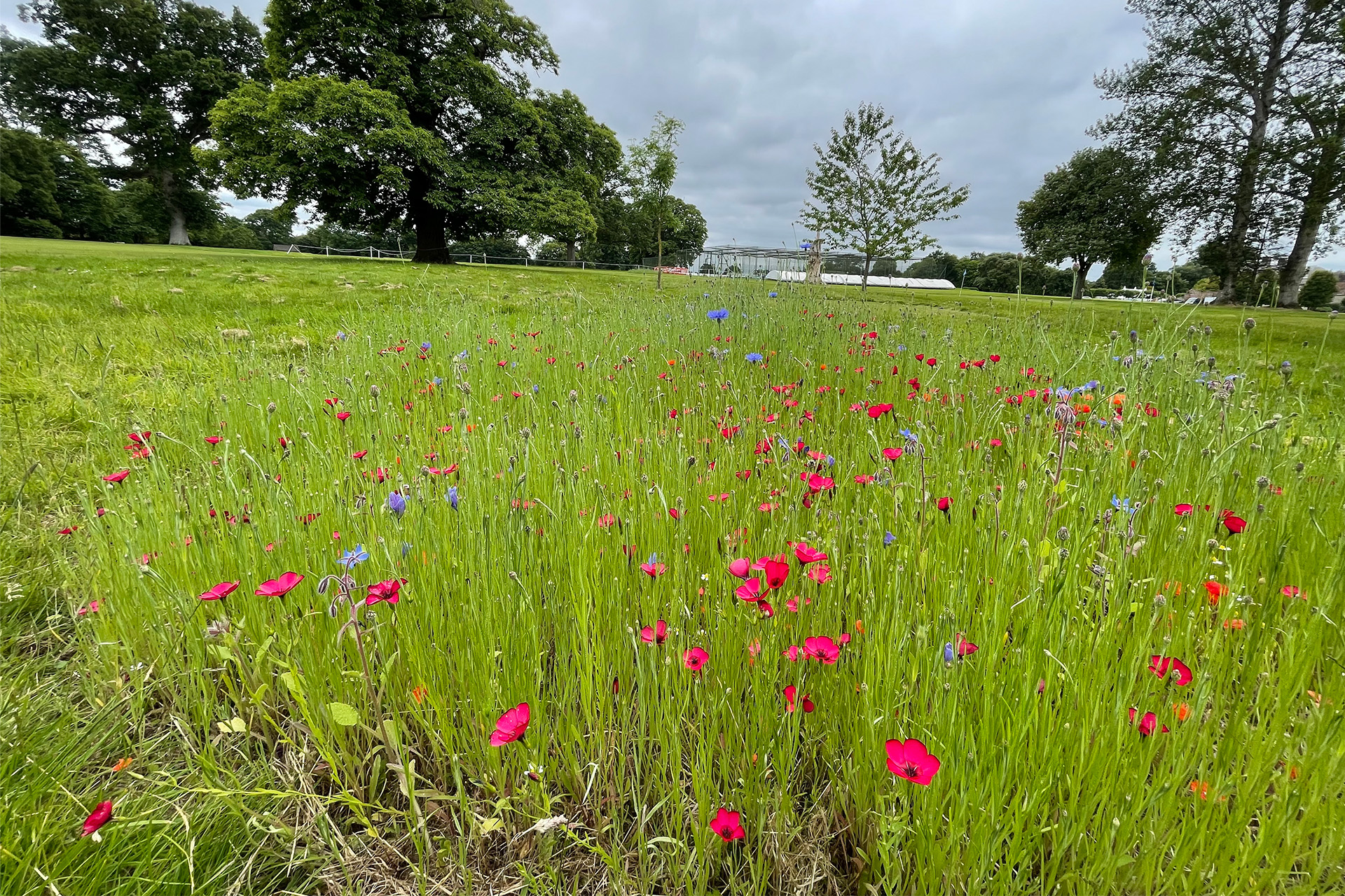 Green Flags at Hazlegrove Prep