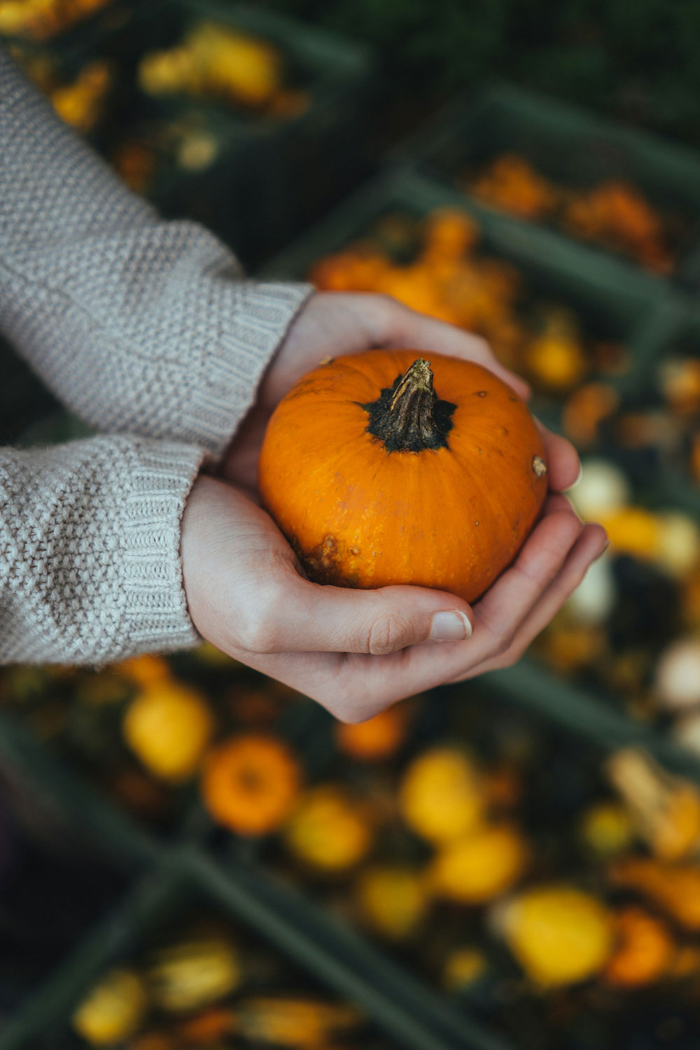 What To Do With Mini Squash This Autumn