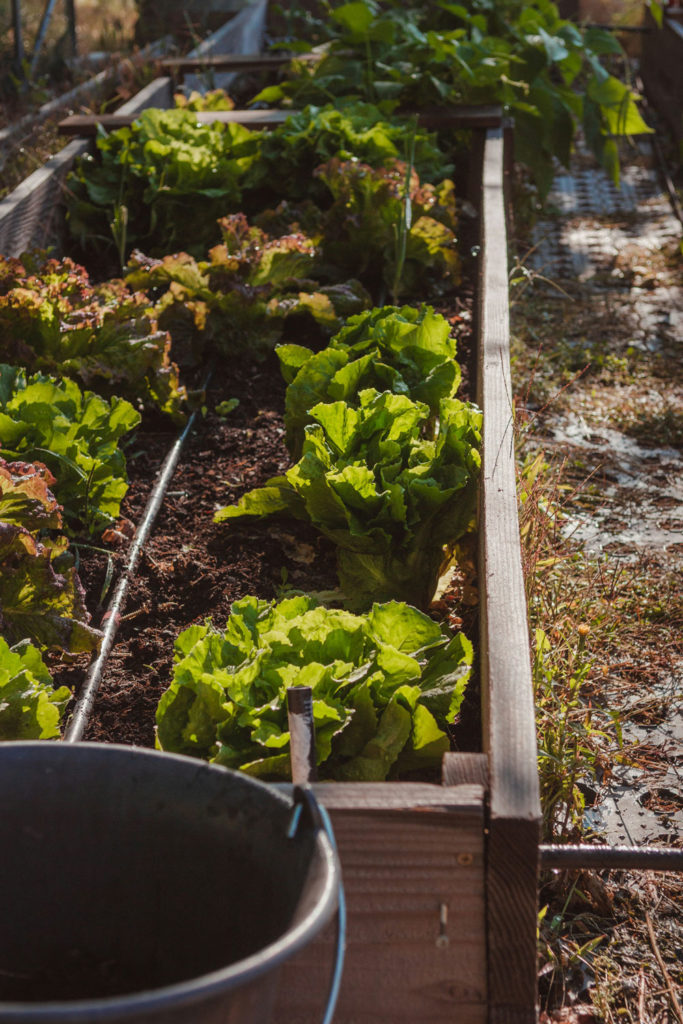 Kitchen garden