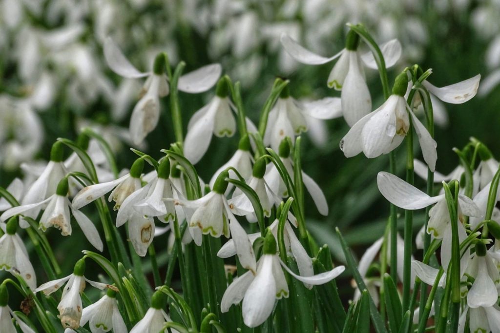 White snowdrop flowers