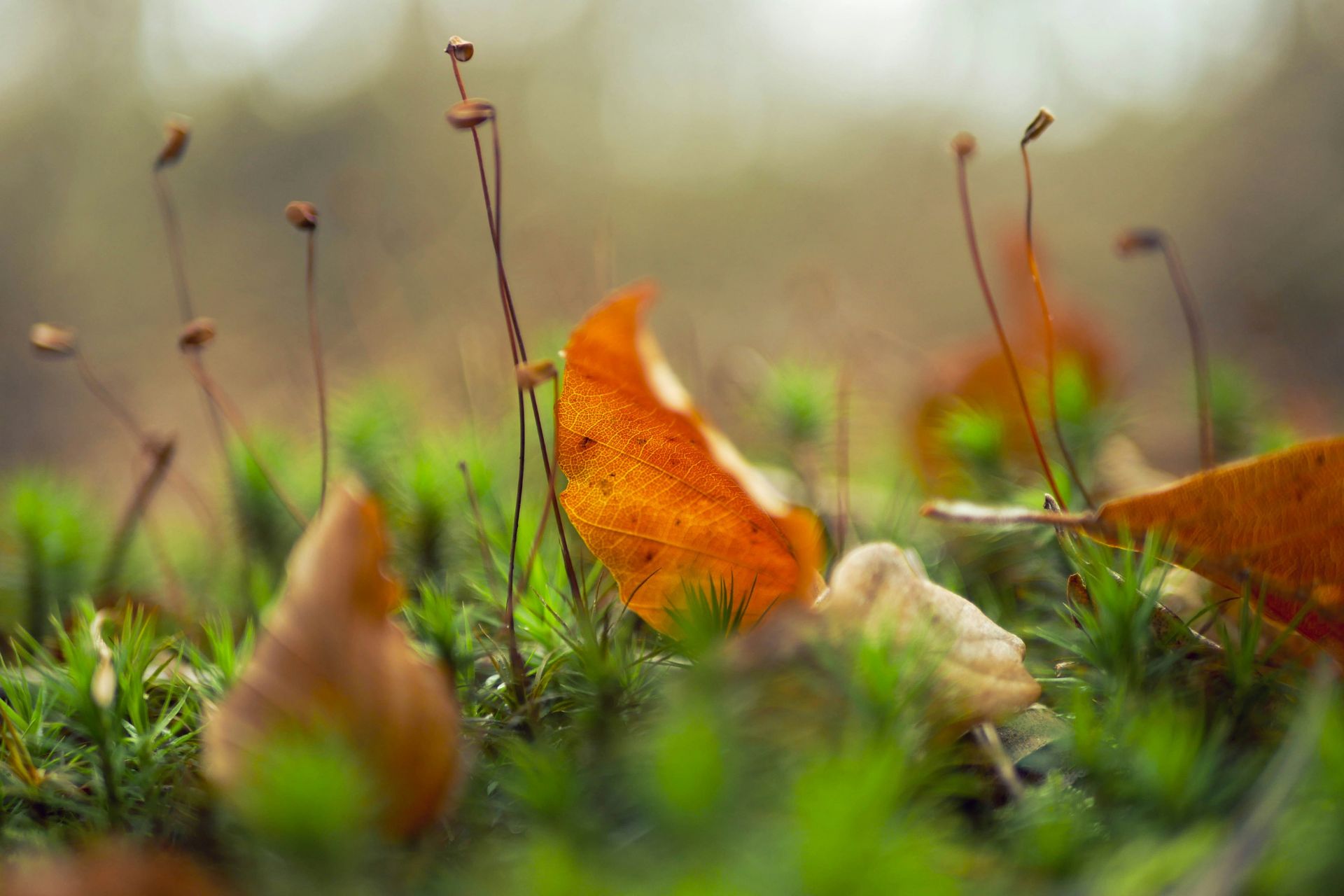 Rosebie Morton's October Gardening Guide