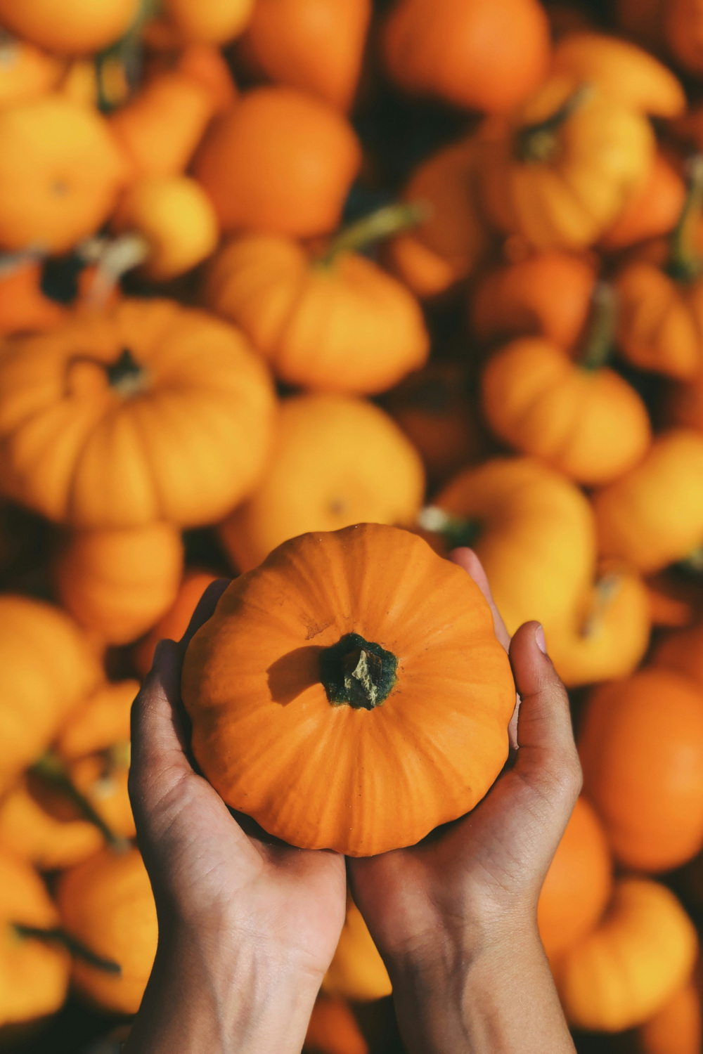 Recipe: DIY Pumpkin Face Mask