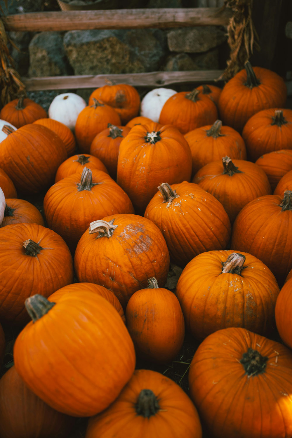 Are British Pumpkins Under Threat?