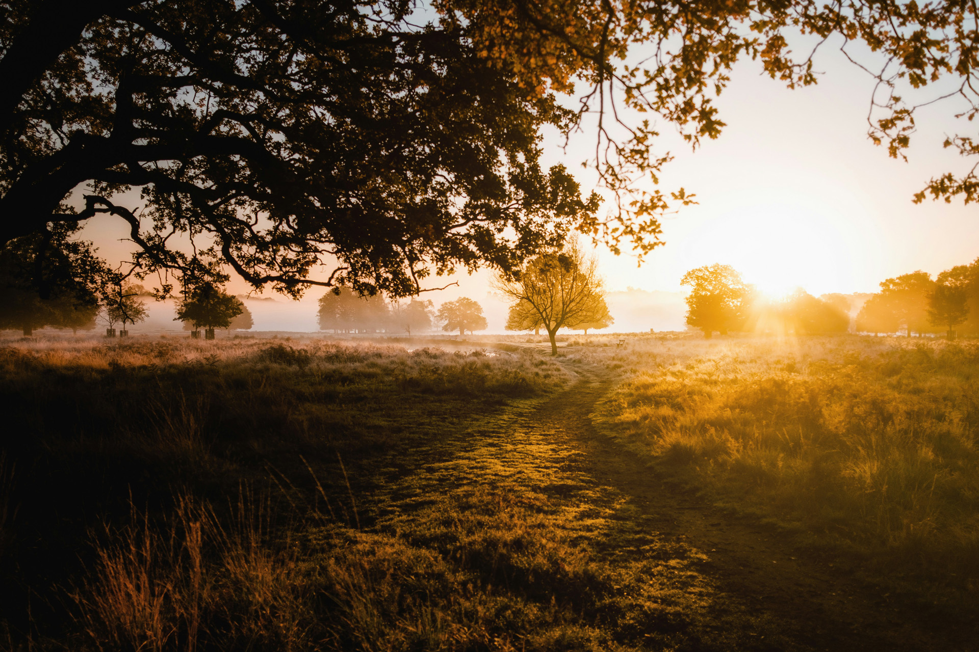 Sunrise over a natural British scene