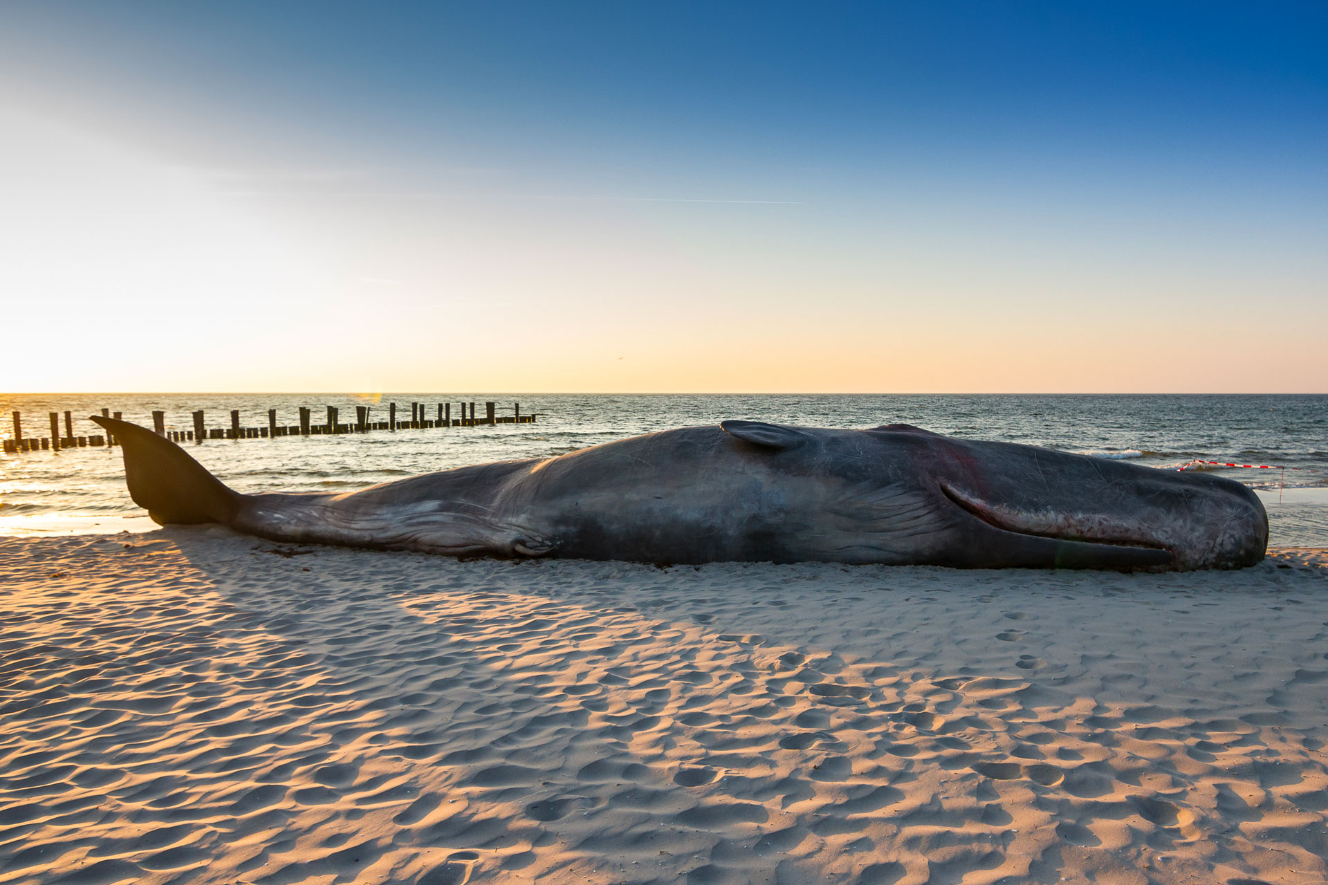 What's The Story Behind The Beached Whale At COP29?