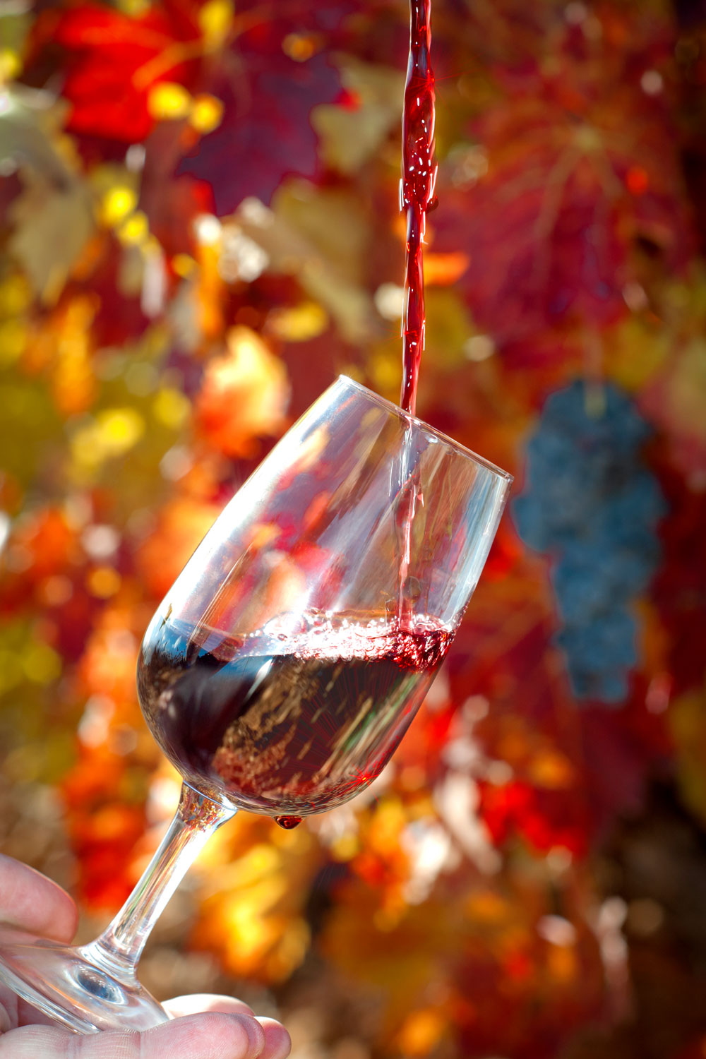 Beaujolais Nouveau Day 2024: Where To Celebrate In London