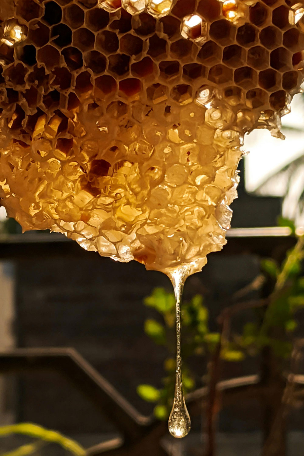 Is Your Honey Real? Here’s How To Tell