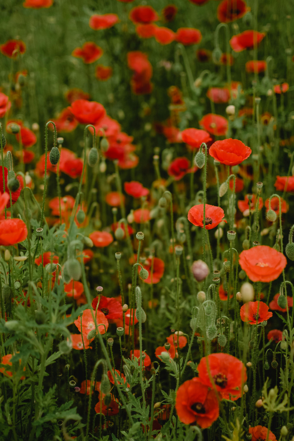 Why Do We Wear Poppies For Remembrance Day?