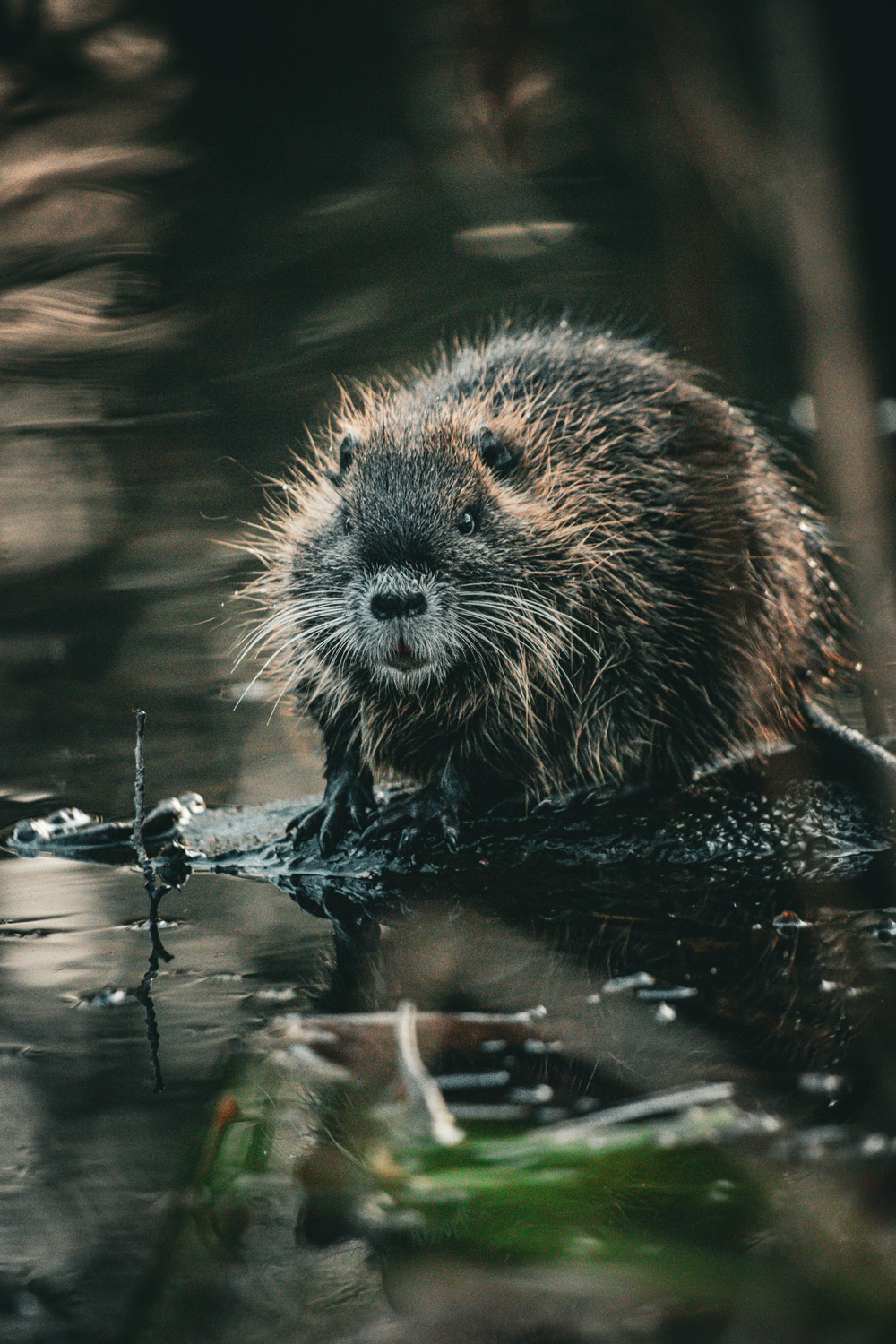 The Beaver Supermoon Will Light Up The Sky On Friday