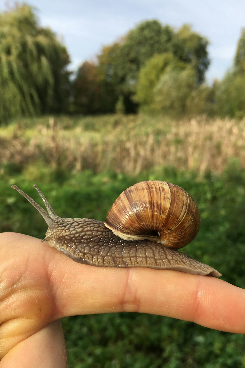 Do You Have Snail Friendships?