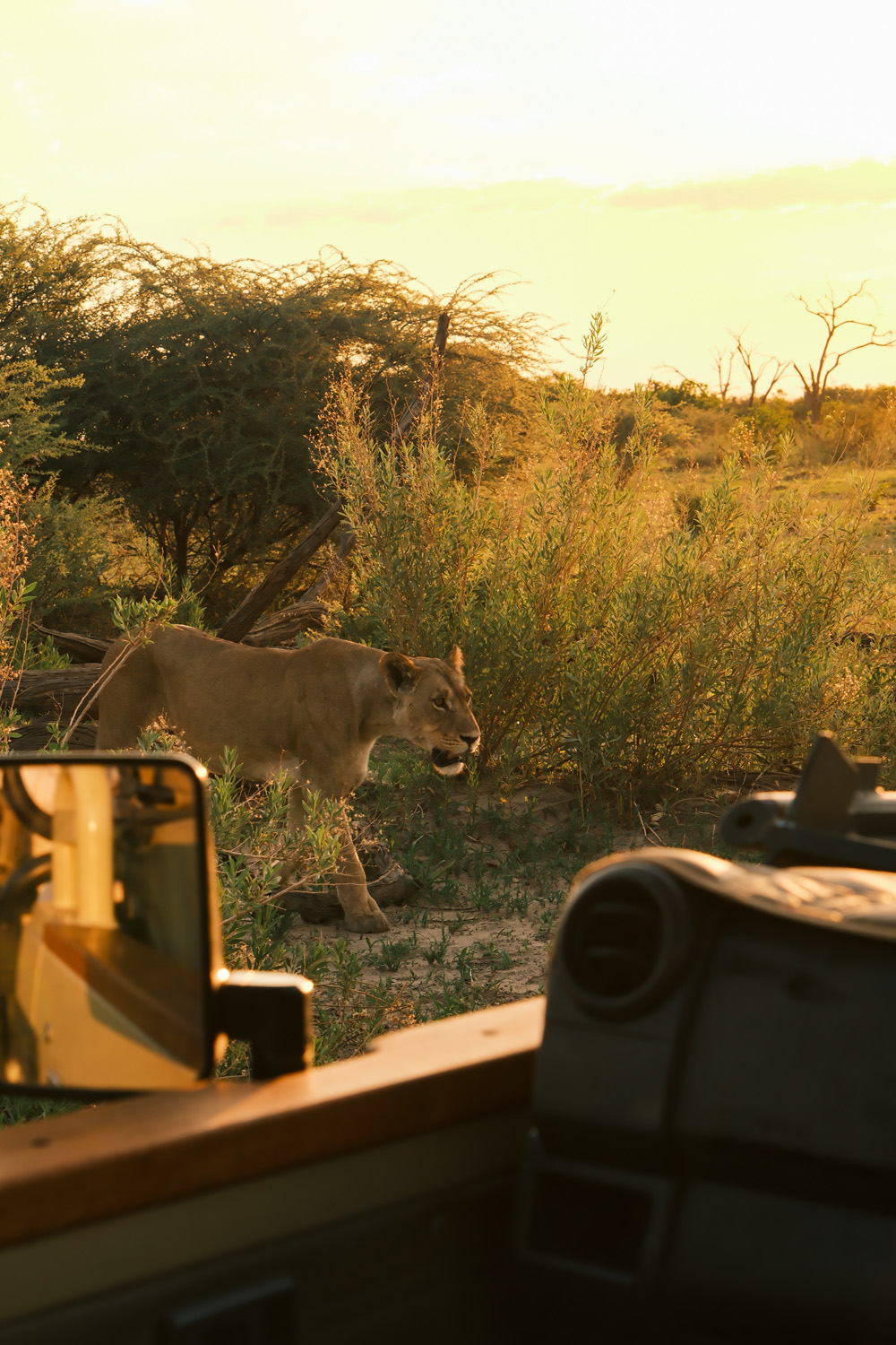 Is This Botswana's Best Safari?