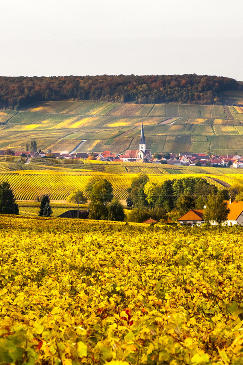 The Ultimate Guide To France’s Champagne Region