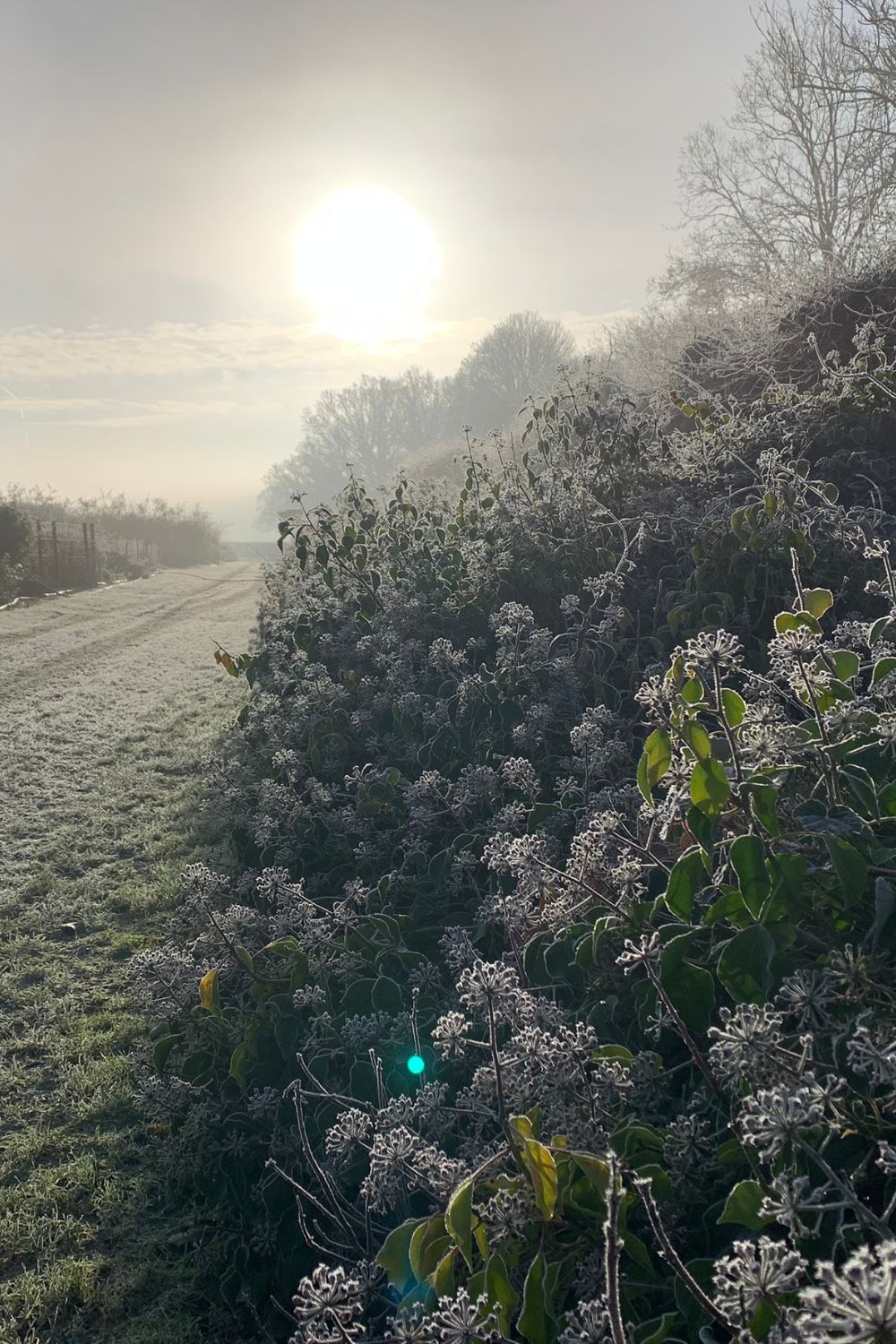 Rosebie Morton’s January Gardening Guide