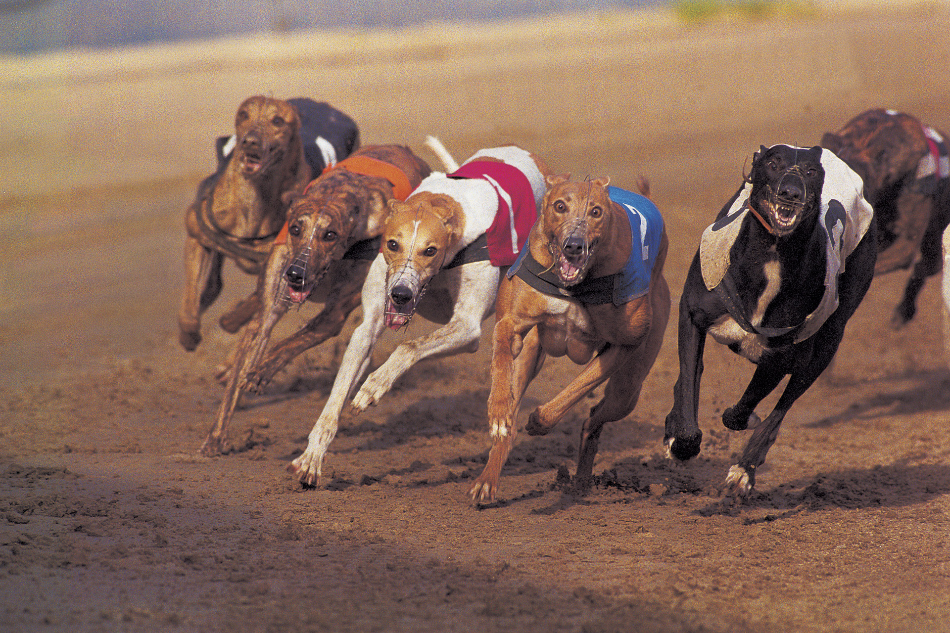 Wales Is Set To Ban Dog Racing – But What Does It Mean For Horse Racing?