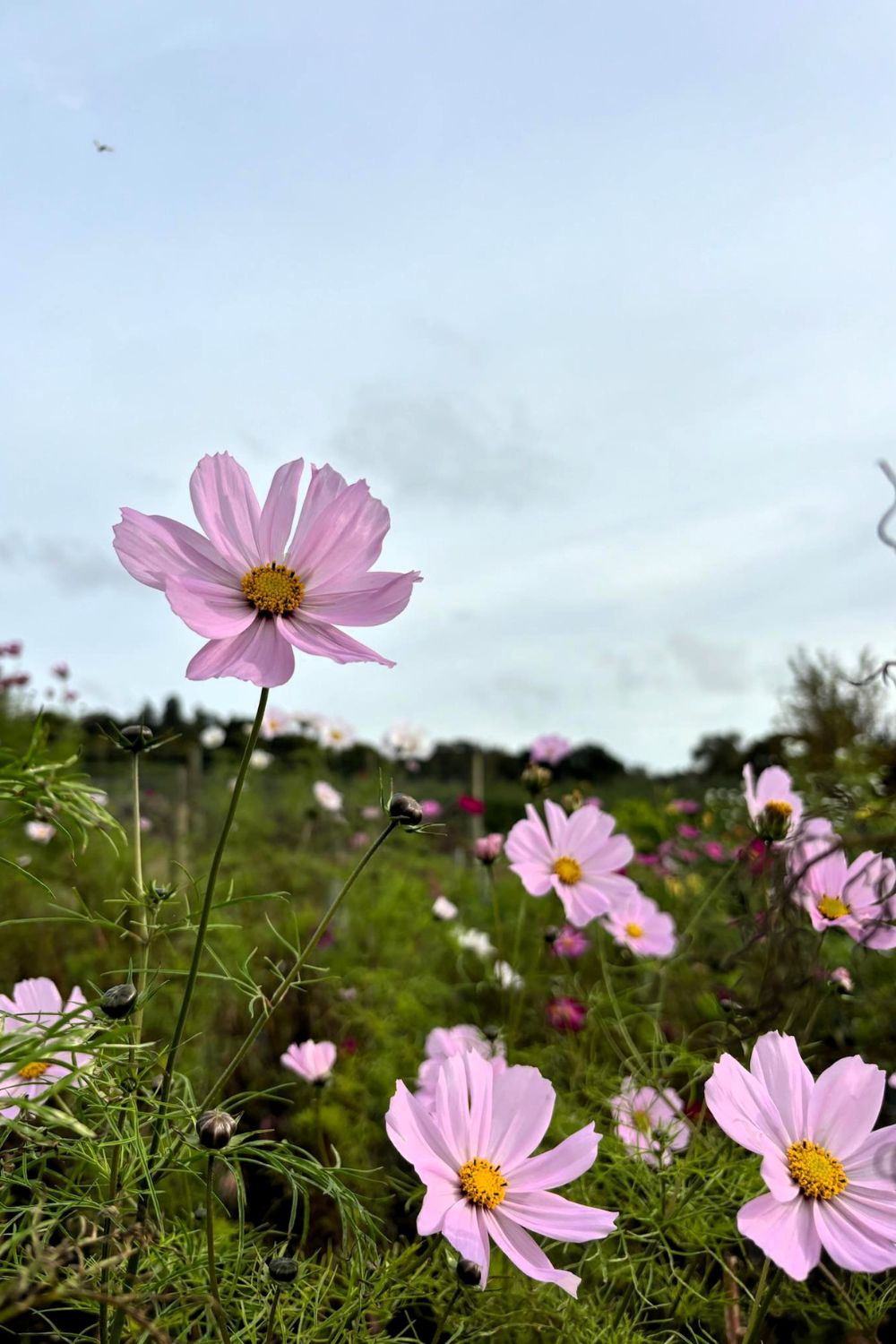 Rosebie Morton's March Gardening Guide